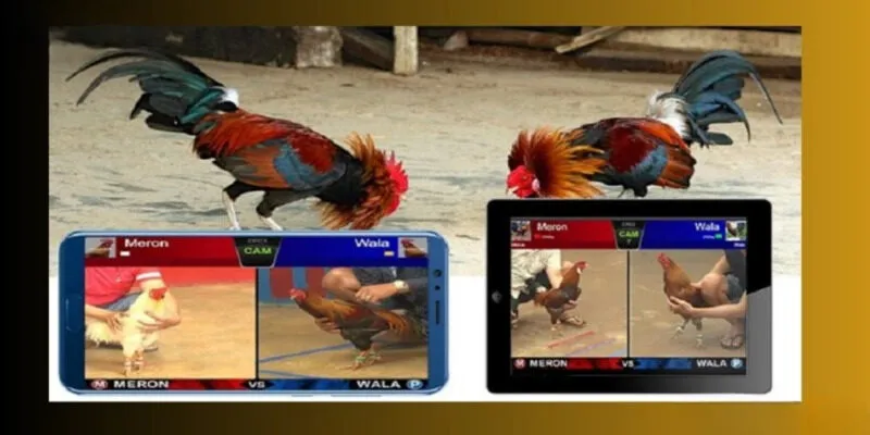 Lý do cần có kinh nghiệm chơi đá gà 123B