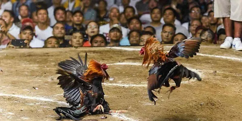 Giao diện xem đá gà tại 123B hiển thị đầy đủ thông tin chiến kê để người chơi