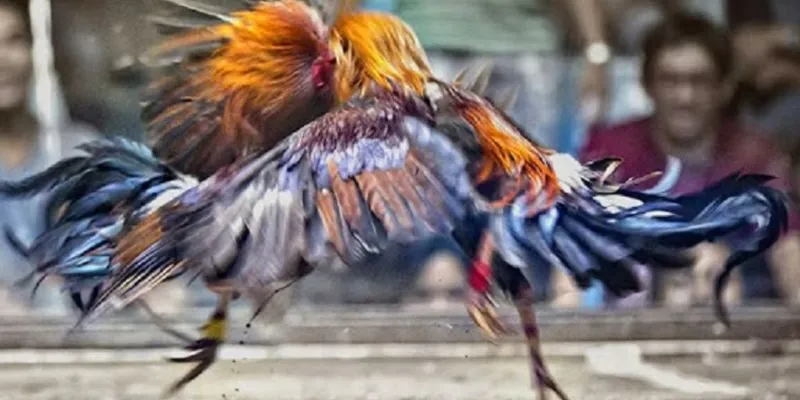 Tham gia đá gà tại 123B để nhận thưởng khuyến mãi và hoàn trả mỗi ngày