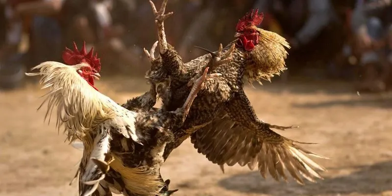 Giao diện cược đá gà 123B đơn giản, thao tác chỉ với 3 bước, livestream chất lượng