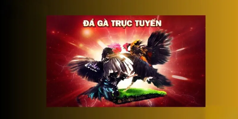 Kinh Nghiệm Chơi Đá Gà 123B