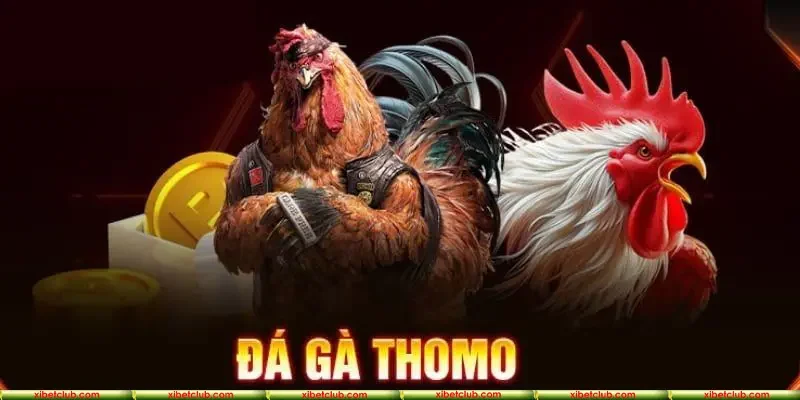 Đá Gà Giải Thomo - Bật Mí Chi Tiết Về Đấu Trường Hàng Đầu