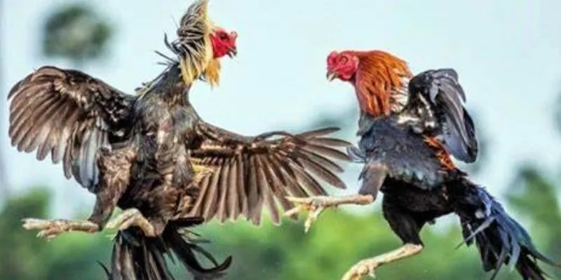 Địa điểm tổ chức đá gà miền Tây tại Việt Nam