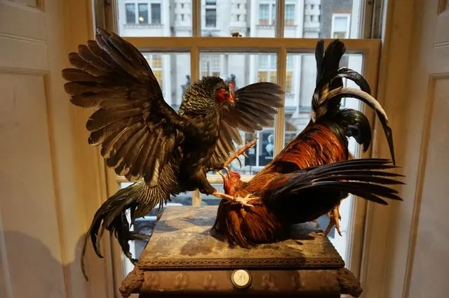 Luật chơi chi tiết về đá gà mạng Campuchia