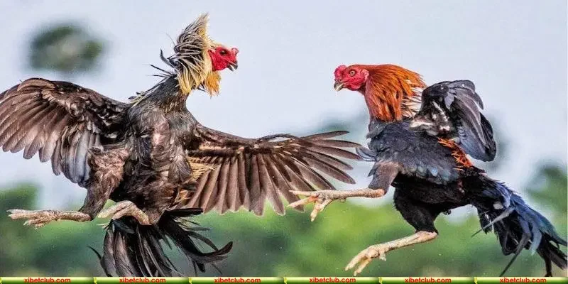 Luật chơi đá gà giải Thomo