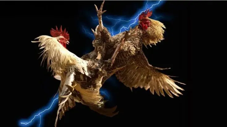 Những hình thức đá gà mạng Campuchia hot hit