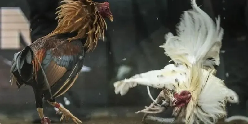 Quy tắc tham gia đá gà miền Tây