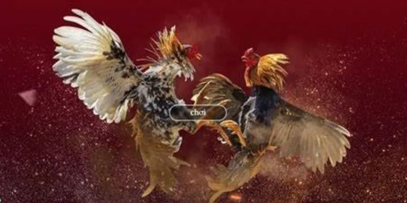 Sơ lược về đá gà miền Tây